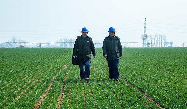 图为，2025年3月7日8时，在河南安阳滑县老店镇曹固营村的麦田里，国网滑县供电公司两名员工正在巡查电力线路和设备，为群众春耕春灌农业生产用电保驾护航。（王亚方 摄）